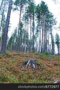 autumnal dense forest landscape.Deep Taiga Forest.Russia