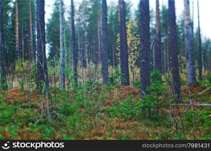 autumnal dense forest landscape.Deep Taiga Forest.Russia