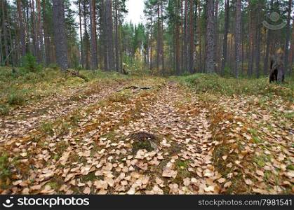 autumnal dense forest landscape.Forest Road .Russia