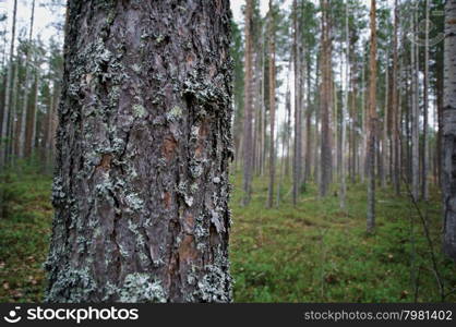 autumnal dense forest landscape.pine trunk close up .Russia