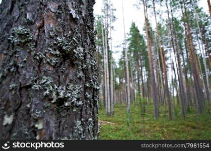 autumnal dense forest landscape.pine trunk close up .Russia