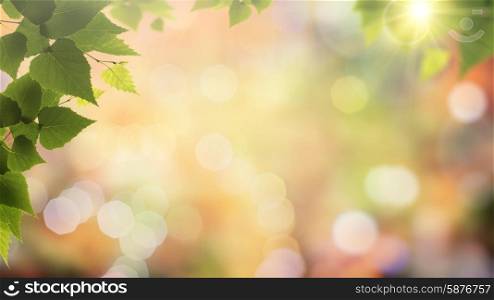 Autumnal fall in the forest, abstract environmental backgrounds