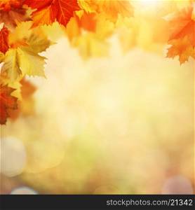 Autumnal fall in the forest, abstract environmental backgrounds with beauty bokeh