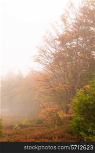 Autumnal fog in the mounains. Mystery forest.