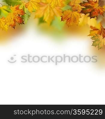 Autumnal foliage against white backgrounds