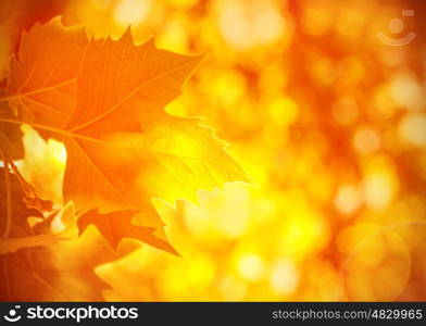 Autumnal foliage background, bright sun light, orange dry maple leaves, shallow depth of field, beautiful natural wallpaper, autumn season concept