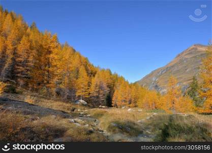autumnal foliage trees in a beautiful alpine mountain under blue sky. autumnal foliage trees in a beautiful alpine mountain