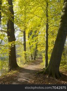 autumnal forest amelisweerd near the dutch city of utrecht in the netherlands