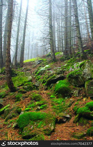 autumnal forest with fir-trees stones and moss. autumnal forest with fir-trees and stones covered by moss