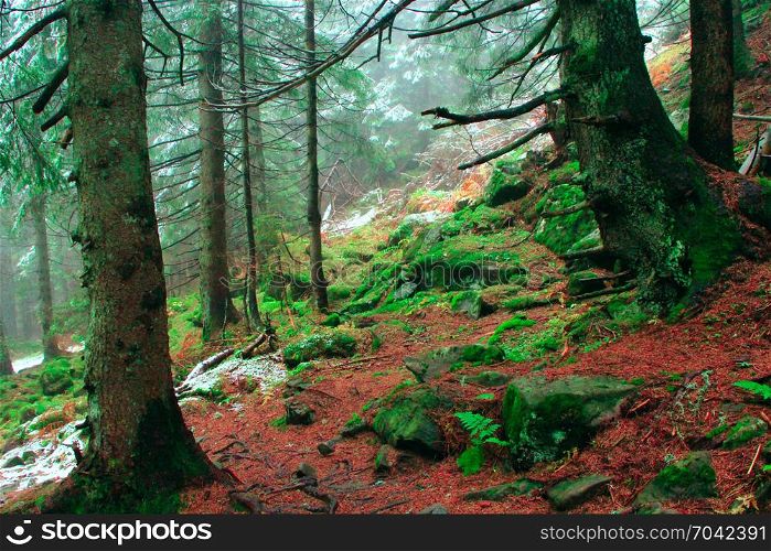 autumnal forest with fir-trees stones and moss. autumnal forest with fir-trees and stones covered by moss