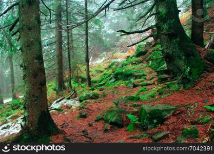 autumnal forest with fir-trees stones and moss. autumnal forest with fir-trees and stones covered by moss
