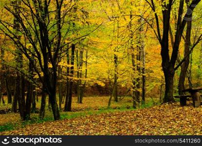 Autumnal forest with trees and bench