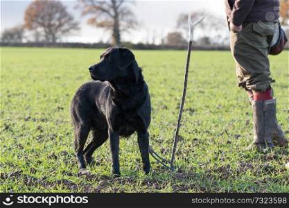 Autumnal game shooter with his black labrador peg dog