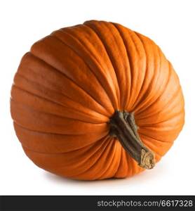 Autumnal huge pumpkin isolated on white background. Huge pumpkin on white background