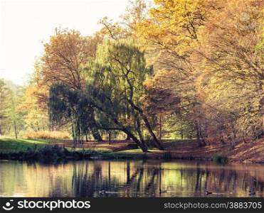 Autumnal landscape. Autumn park with pond or river and weeping willow colorful trees on the shore