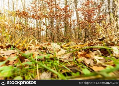 Autumnal landscape. Close up view on the ground in autumn forest covered with fallen golden leaves