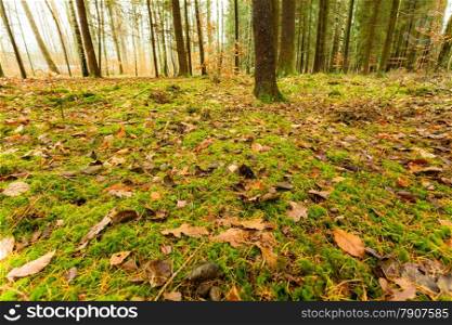 Autumnal landscape. Close up view on the mossy ground in autumn forest covered with fallen golden leaves