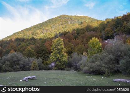 autumnal landscape of val fondillo in Abruzzo national park, Italy