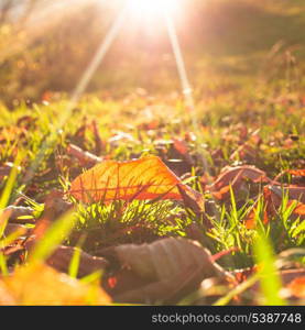 Autumnal leaf over green grass and golden sunlight