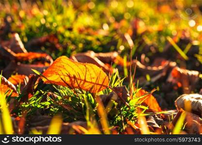 Autumnal leaf over green grass and golden sunlight. Autumnal leaf
