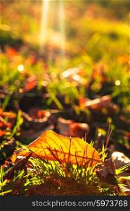 Autumnal leaf over green grass and golden sunlight. Autumnal leaf