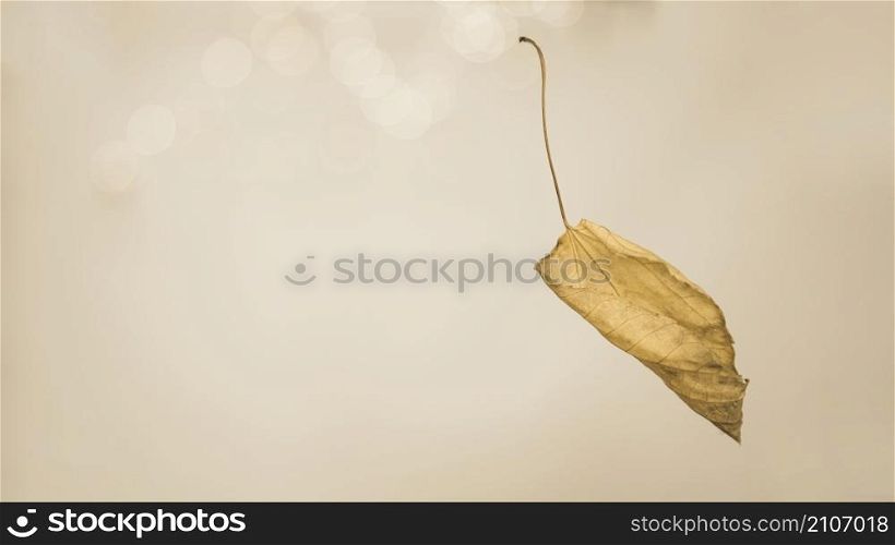 autumnal leaf with twig falling