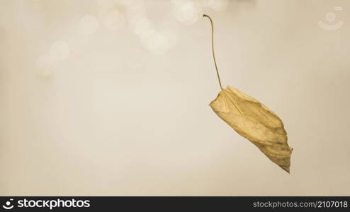 autumnal leaf with twig falling