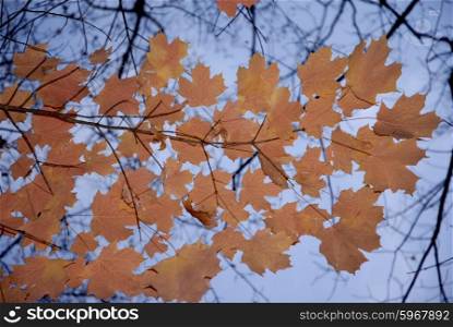 autumnal leaves detail with the blue sky as background