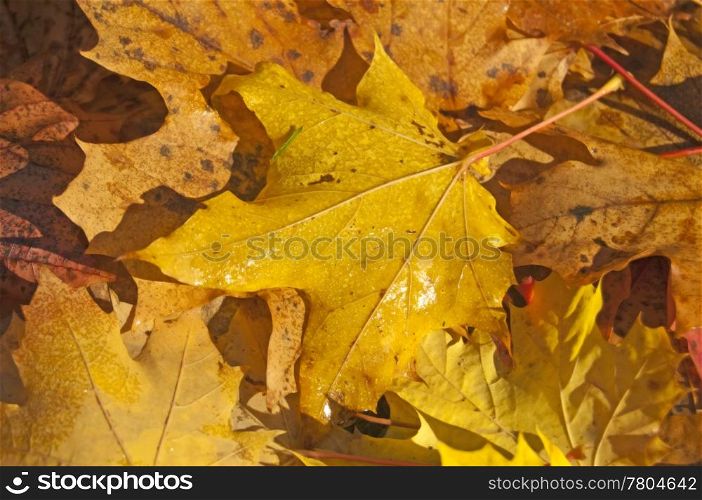 autumnal leaves. leaf