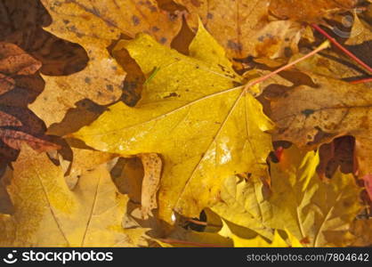 autumnal leaves. leaf