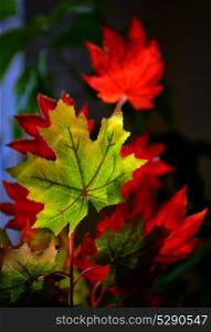 Autumnal maple leaves near windows