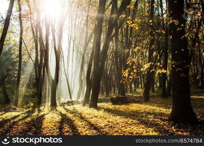 Autumnal misty morning. Autumnal misty morning in the forest. Shadows and majestic sunlight in fall day. Autumnal misty morning