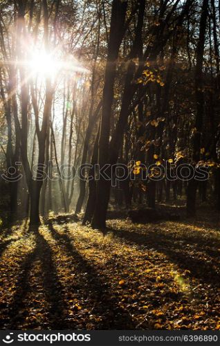 Autumnal misty morning in the forest. Shadows and majestic sunlight in fall day. Autumnal misty morning