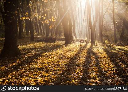 Autumnal misty morning in the forest. Shadows and majestic sunlight in fall day. Autumnal misty morning