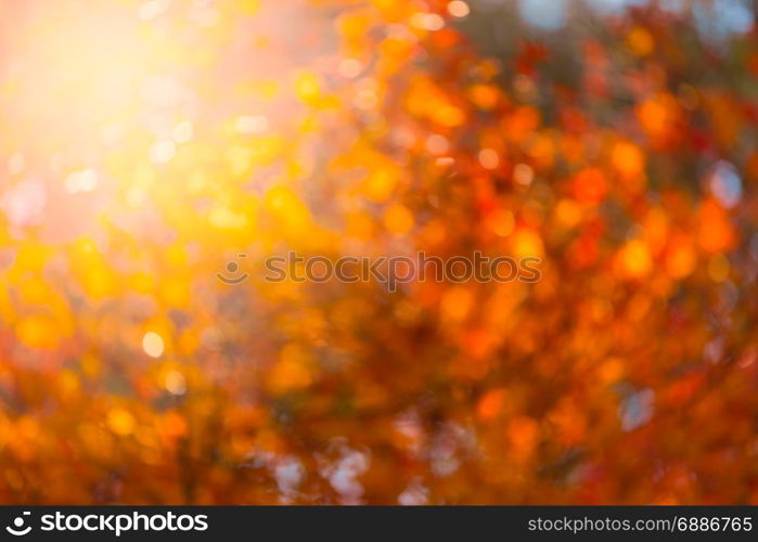autumnal natural bokeh with sun for background