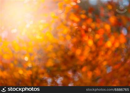 autumnal natural bokeh with sun for background