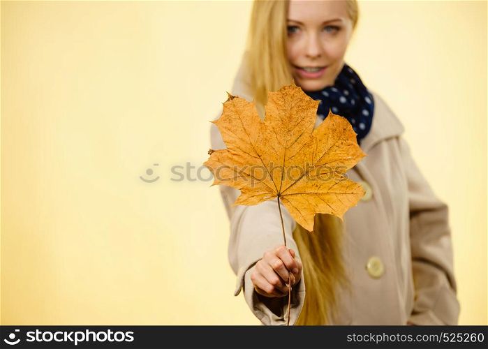 Autumnal natural decorations concept. Woman holding autumn leaf. Studio shot on orange background.. Woman holding orange autumn leaf