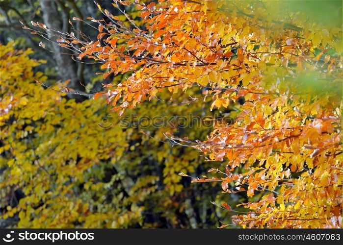Autumnal nature background with colorful leaves