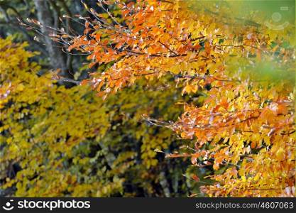 Autumnal nature background with colorful leaves
