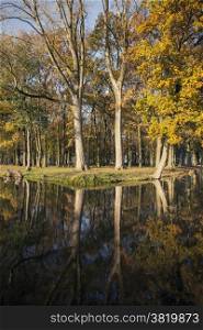 autumnal oak trees and reflections in canal near Woerden in Holland
