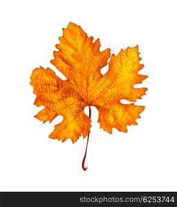 Autumnal orange dry old leaf isolated on white background with copy space