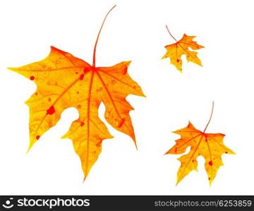 Autumnal orange leaves falling down, isolated on white