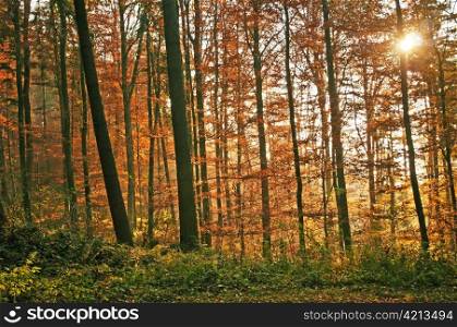 autumnal painted forest