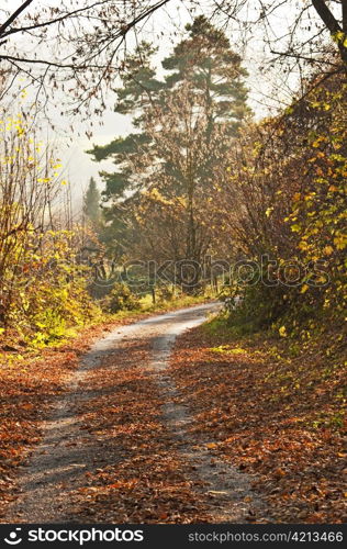 autumnal painted forest with way