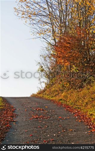 autumnal painted forest with way