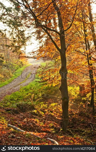 autumnal painted forest with way