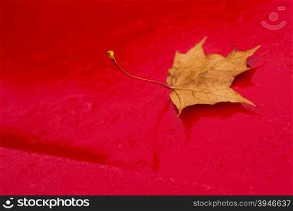 autumnal painted leaf on car hood