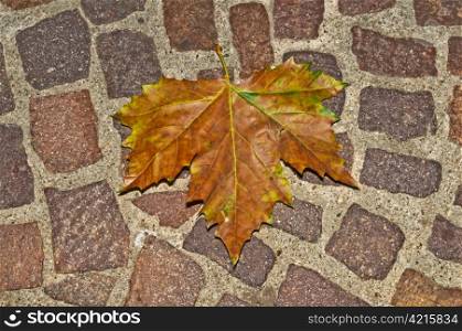 autumnal painted leaf on cobblestone