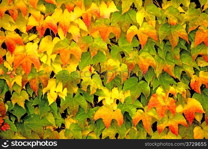 autumnal painted leaves