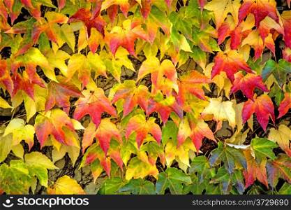 autumnal painted leaves